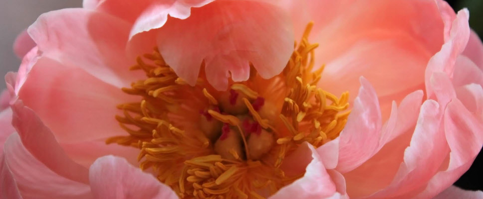La Lumière Sri Aurobindo